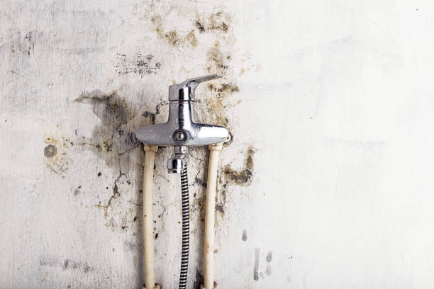 Best Emergency Mold Removal  in Thompsons Station, TN