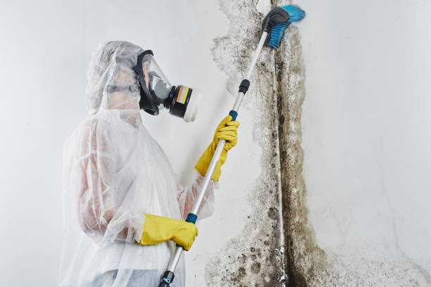 Best Same-Day Mold Removal  in Thompsons Station, TN