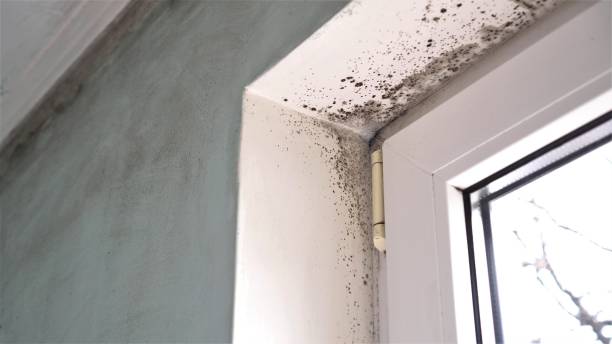 Best Black Mold Removal  in Thompsons Station, TN