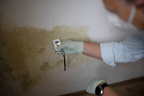 Best Home Mold Removal  in Thompsons Station, TN