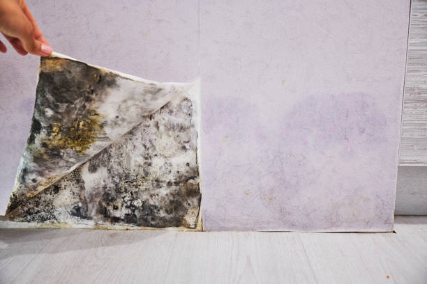 Best Mold Remediation Services  in Thompsons Station, TN